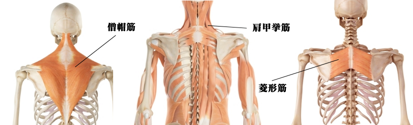 肩こりの直接の原因となっている筋肉の図