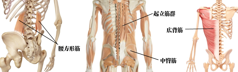 中腰や前屈みで痛みが出る腰痛の原因となっている筋肉